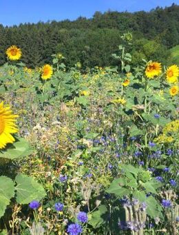 Blumenwiese einjährig Saatgutmischung Wildpflanzen Blühmischung 15 Sorten insektenfreundliche Blumenmischung Bienenmagnet im Garten bunteSaat Farben Hummel Satgut flower Blumenbeet Saatgut SWR Treffpunkt Ostern Blumenwiese - Pfedelbach