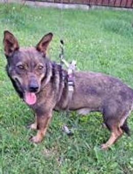 Levi freundlicher kleiner Rüde - Hüllhorst