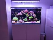 Meerwasser Aquarium Komplettverkauf. Armatus 300 mit Besatz, Lampe und Technik. - Essen