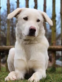 Whity sucht erfahrene Hundemenschen - Bochum