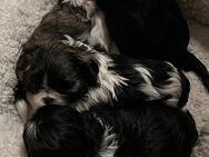 Shih tzu Welpen - Berlin Marzahn-Hellersdorf
