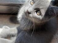 2 männliche graue maincoon mix Babykatzen ab sofort - Niedererbach