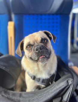 Jerry sucht ein neues Zuhause || 06110 Halle - Halle (Saale)