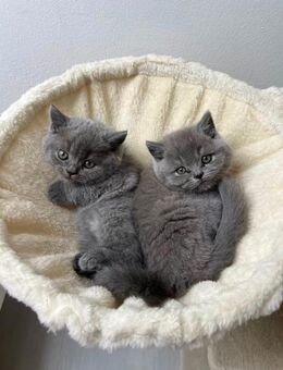 Süße und verspielte BKH Kitten (Rechts verkauft) - Hannover