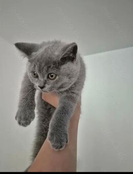 BKH Kitten abgabebereit - Duisburg