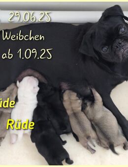 Mops Welpen - Beckingen