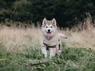 Exzellente Pomsky F1b Welpen mit seltenen Farben (Blue merle, Agouti, Husky- Optik) - Osnabrück