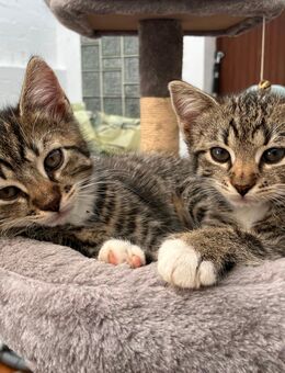 Ab 01.08.2025 Kitten Baby Katzen auszugbereit! - Ratingen