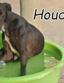 Bringen Sie Houdini Zaubertricks bei? - Essingen (Rheinland-Pfalz)