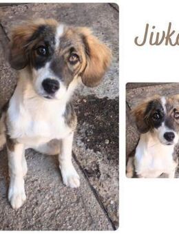 Jivka - Wendelstein