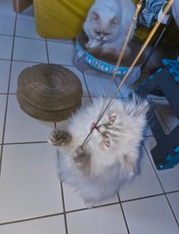 1 Reinrassige Perserkitten ( weiblich) - Warder