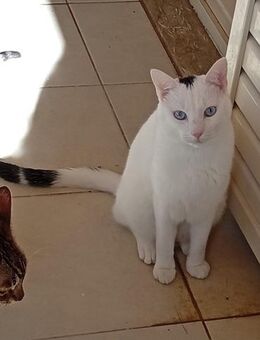 Oscar aus dem Tierschutz - Grevenbroich