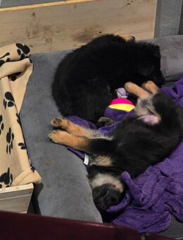 3 Zuckersüsse Schäferhund Welpen Mädchen - Möhnesee