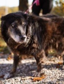 OldLady Srećka hat Sehnsucht nach Liebe - Hamburg