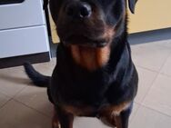 Rottweiler Diego - Fuchstal