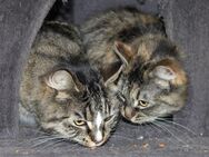 Einzelprinzessin aus dem Tierschutz sucht Zuhause - Templin