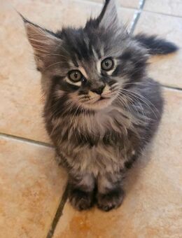 XXL Reinrassige Maine Coon Kitten - Gifhorn