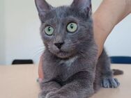 Toulouse-lieber russisch blau Kater - Wilhelmsfeld