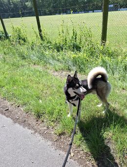 Sibirischer Husky mit Traumaugen sucht liebevolles Zuhause - Weener