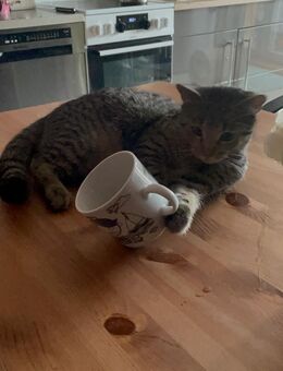 Junger Kater - Hamburg