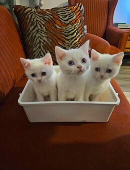 Bkh Kitten - Solingen (Klingenstadt)