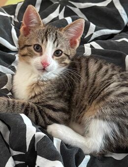 Haus Katzen - Illertissen