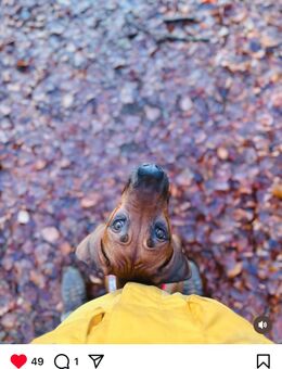 Rhodesian Ridgeback - Wandlitz