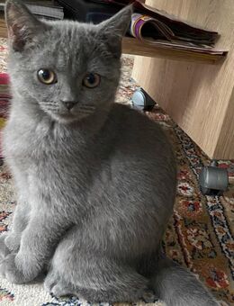 Kitten reinrassig Britisch Kurzhaar ab sofort abzugeben - Eningen (Achalm)