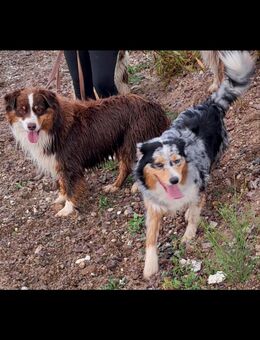 Australian Shepherd Welpen, ASCA Papiere - Kölleda