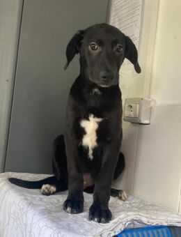 ⚔️🐾Sanfter Welpe Aramis🐾⚔️ - Eislingen (Fils)