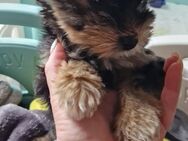 Biwer Yorkshire Terrier welpe Mädchen - Stuttgart