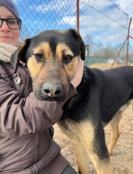 Mito - toller Familienhund - Köln