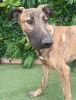 Salu sucht dringend Familienanschluss - Laatzen