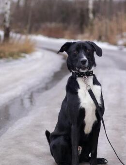 Jungspund Agat❤️sucht ihr Zuhause - Rott (Inn)
