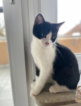 Liebevolle Katze abzugeben - Schorndorf (Baden-Württemberg)