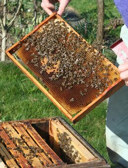 4 Tage Einführung in die Imkerei 2026 - Bad Langensalza