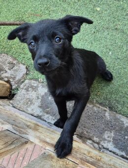 PIPPILOTTA - Welpenherz sucht Zuhause ❤️ - Neudenau