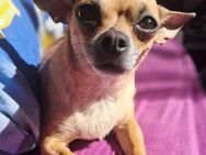 Chihuahua Welpen - Celle