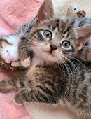 Zuckersüße Mix Kitten Katzenbabys 12,5 Wochen jung in 53804