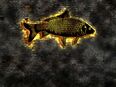 3D- LED Wandbilder Fische - Meerestiere aus Holz in 81547