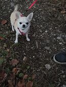 Chihuahua Hündin in 79761