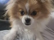 Chihuahua Pomeranian Mix sucht neues Zuhause - Ahlen