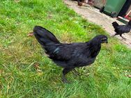 Ayam Cemani Ajam Cemani Hahn Junghahn reinrassig tiefschwarz ohne Rotpigmente !! - Bippen