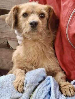 Keks sucht sicheres Umfeld - Koblenz