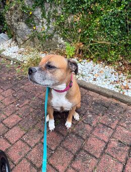 Bulldogge Dame sucht ein neues Zuhause - Stetten (Kalten Markt)