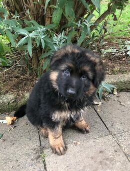 Schäferhundwelpe aus Familienaufzucht mit SV-Papieren abzugeben - Schweinfurt