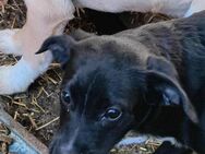 Susanne - eine freundliche Hundedame - Rambin
