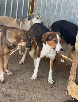 Zauberhafter FELIX sucht Zuhause - Neuberg