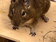 Ca. 3 Jahre junges Degu Weibchen abzugeben - Stolpe (Schleswig-Holstein)