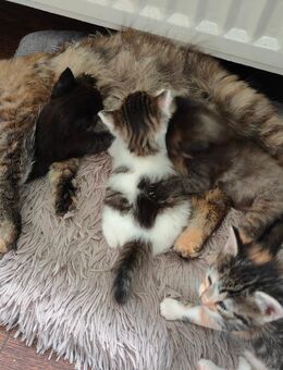 Mix-Kitten freuen sich auf ein neues Zuhause - Zehdenick